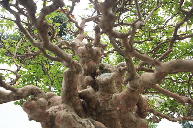 Chiêm ngưỡng cây sanh "ngọa hổ tàng long" 30 tỷ đồng của đại gia Toàn đôla ở Phú Thọ - 9