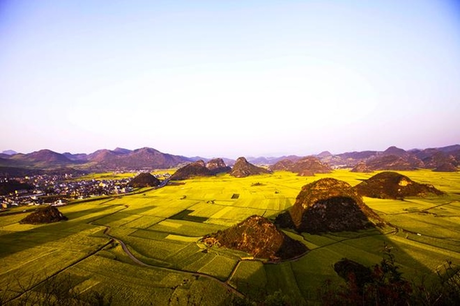 Cánh đồng
hoa cải La Bình ở Vân Nam ngoài đời.