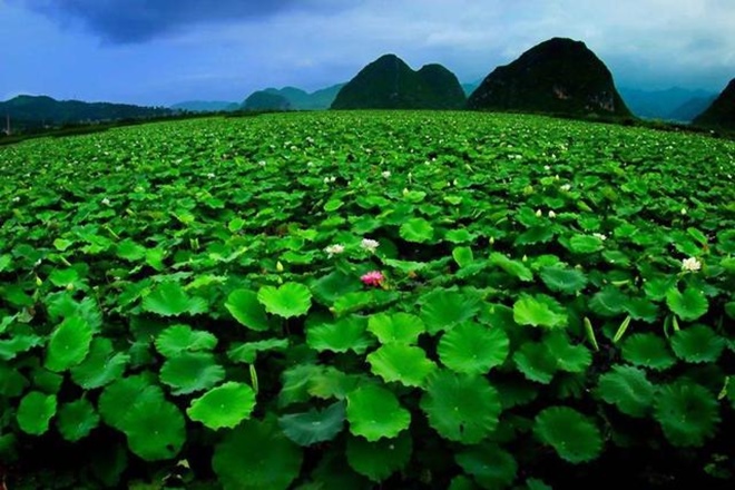 Vào mùa
hè, nơi đây biến thành những hồ sen rộng mênh mông.
