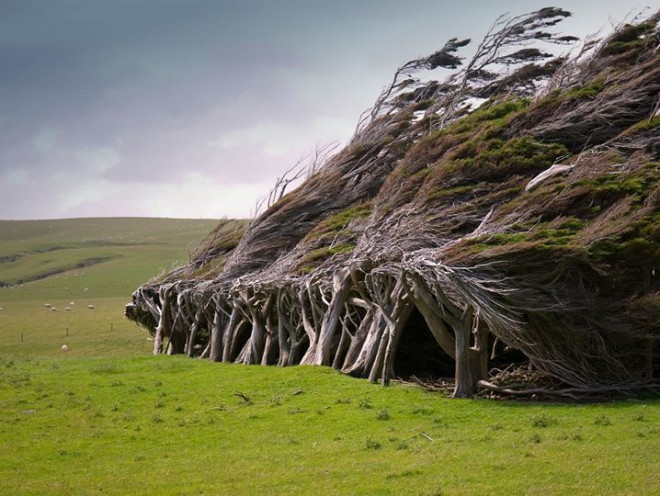 Vùng đất ở New Zealand nổi tiếng sở hữu loạt cây nghiêng ngả hình thù lạ kỳ - 5