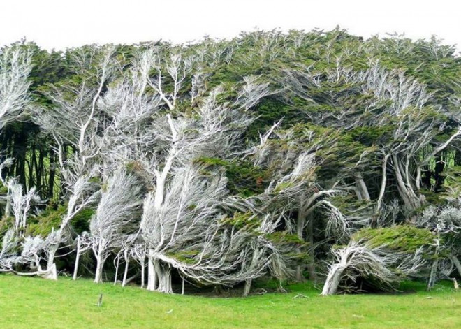 Vùng đất ở New Zealand nổi tiếng sở hữu loạt cây nghiêng ngả hình thù lạ kỳ - 6