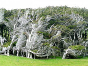 Du lịch - Vùng đất ở New Zealand nổi tiếng sở hữu loạt cây nghiêng ngả hình thù lạ kỳ