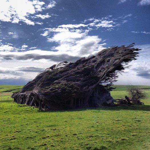 Vùng đất ở New Zealand nổi tiếng sở hữu loạt cây nghiêng ngả hình thù lạ kỳ - 1
