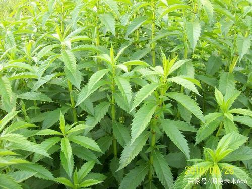 Cây thường bị nhổ bỏ, ai ngờ đưa về núi tiền nếu biết đem bán - 1