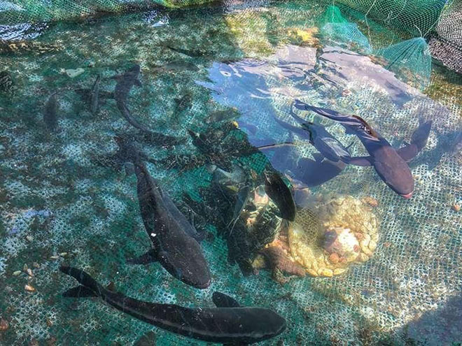 Tham quan làng chài nuôi trồng hải sản