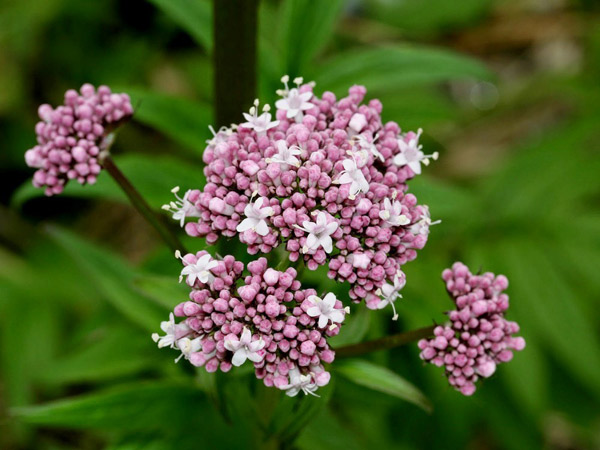 Mỗi năm người Pháp dùng 100-150 tấn rễ Nữ Lang để giúp cải thiện giấc ngủ, giảm căng thẳng, hồi hộp