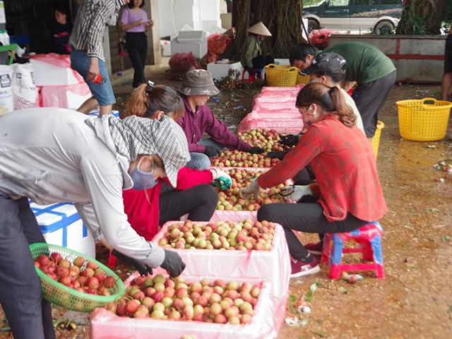 Thị trường - Tiêu dùng - Vải thiều Việt Nam bán tại Nhật giá khủng 375.000 đồng/kg