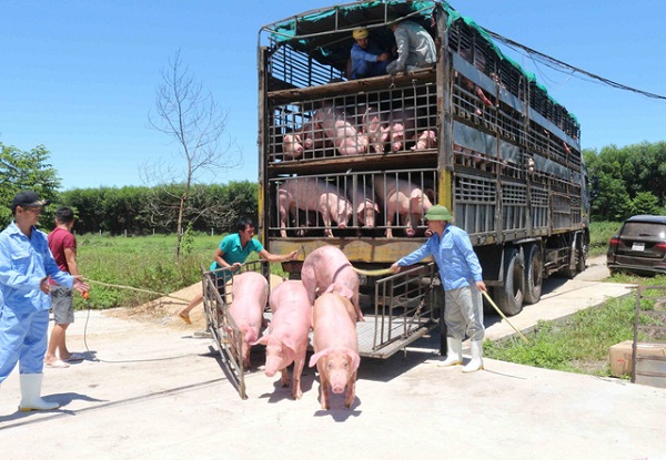 Cục Thú y khẳng định lợn sống nhập từ Thái Lan về đều an toàn và không sử dụng thức ăn có chất cấm