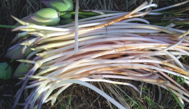 Tại Việt Nam, giá bán ngó sen khoảng 40.000 đồng/kg.
