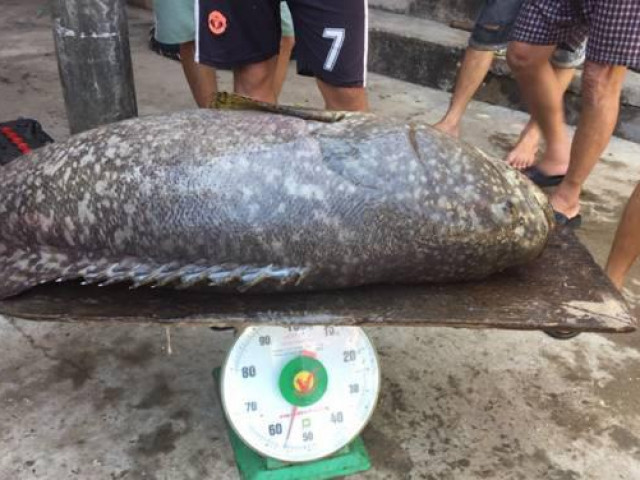 Tin tức trong ngày - Huế: "Quái ngư" khổng lồ nặng như người trưởng thành, giá bán nửa triệu mỗi kg