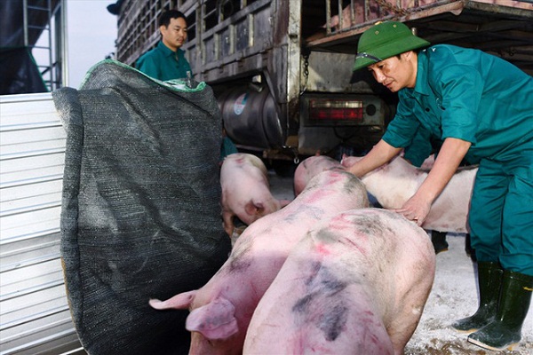 Lợn Thái Lan "đổ bộ" thị trường, khiến giá lợn hơi tại nhiều địa phương đều có xu hướng giảm