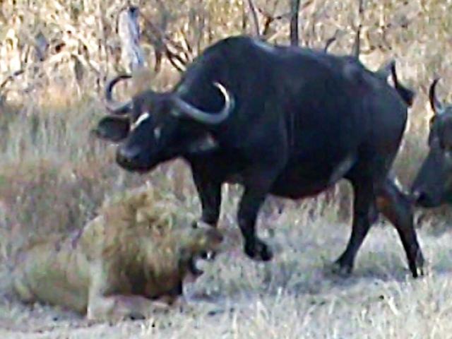 Media - Tử chiến với đồng loại, sư tử đực thoát chết vì bị... trâu rừng "phá đám"