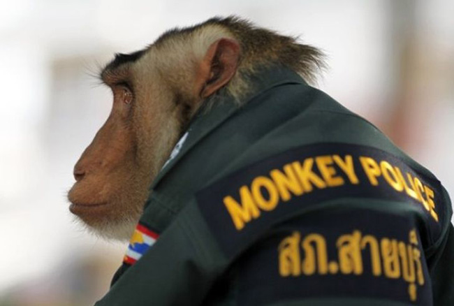 Một sĩ quan khỉ ở Thái Lan. Đây là con khỉ được một sĩ quan cảnh sát nhận nuôi, nó được huấn luyện để tuần tra các khu vực địa phương.

