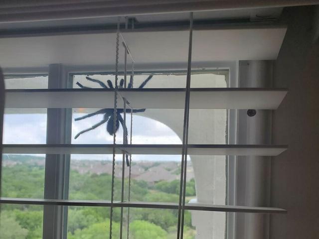 Phi thường - kỳ quặc - Nhện khổng lồ định hại chó nhỏ và hành động thông minh của đôi vợ chồng