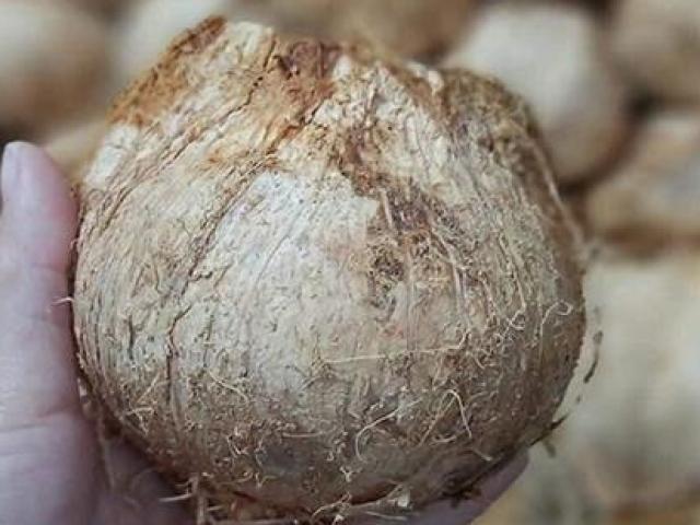 Thị trường - Tiêu dùng - Dừa xiêm tí hon có gì “hot” mà cháy hàng mùa nóng cực độ?