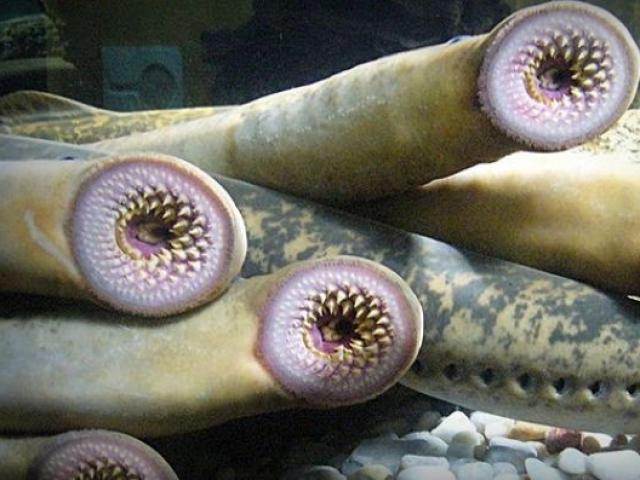 Media - Sinh vật được mệnh danh "ma cà rồng biển" hút khô máu con mồi