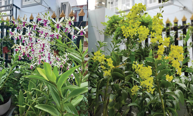 Vườn lan siêu đẹp của khách hàng đã sử dụng Combo8