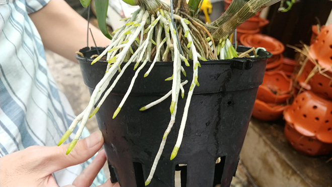 Hiệu quả kích rễ cho lan của Combo8 chỉ sau 2 tuần
