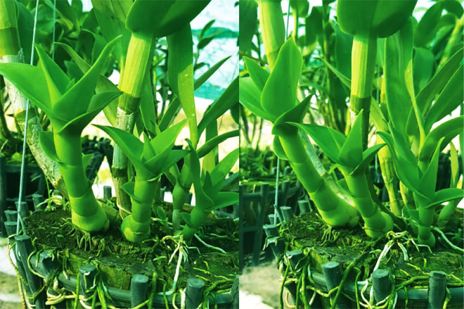 Hiệu quả kích mầm cho giò lan nằm ở bước 1 trong Combo8