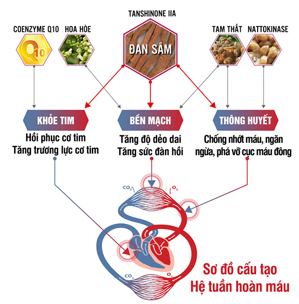 Cơ chế đa tác động điều trị tim mạch toàn diện, hiệu quả