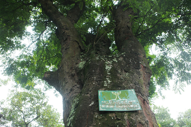 "Báu vật lộ thiên" rừng lim xanh hàng trăm năm tuổi ở Hà Nội
