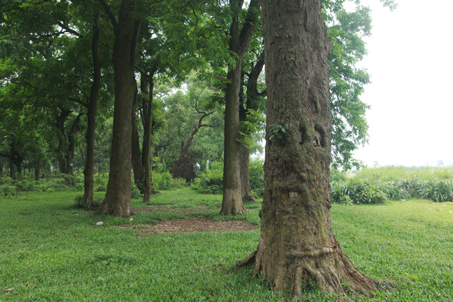 "Báu vật lộ thiên" rừng lim xanh hàng trăm năm tuổi ở Hà Nội