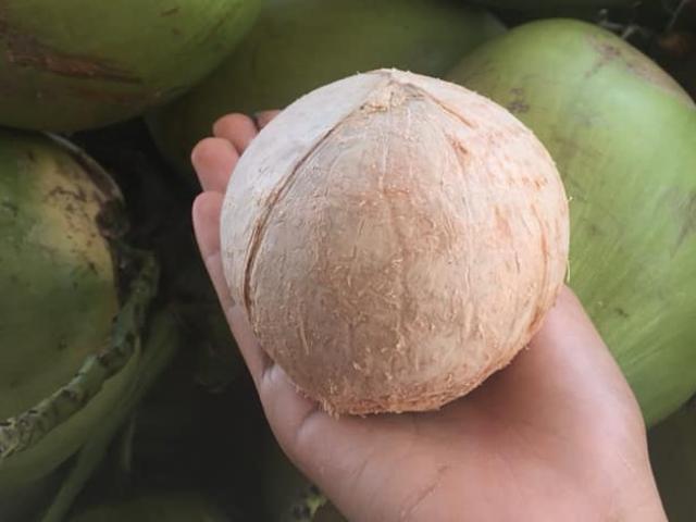 Thị trường - Tiêu dùng - Dừa xiêm tí hon "sốt xình xịch" ngày nắng gắt, dân buôn thu vài chục triệu đồng mỗi ngày