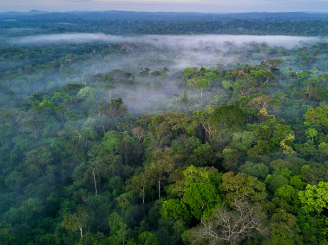 Rừng Amazon: Năm trên lãnh thổ của các quốc gia Brazil, Ecuador, Peru, Bolivia, Colombia, Venezuela, Guyana và Suriname, Amazon là rừng nhiệt đới lớn nhất thế giới chiếm khoảng 50% diện tích rừng nhiệt đới còn lại trên Trái đất. Khoảng 1/10 sinh vật mới được tìm thấy ở đây.
