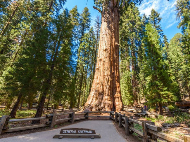 Cây General Sherman, Mỹ: Cây nằm trong vườn quốc gia Sequoia ở bang California là cây lớn nhất trên thế giới, với chiều cao 84m và đường kính 11m. Nó bắt đầu mọc cách đây khoảng 2.200 năm và vẫn tiếp tục phát triển lớn hơn.
