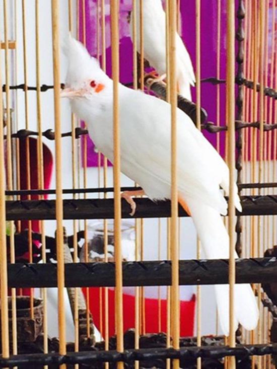 Trong số này, phải kể đến “nữ hoàng” chào mào từng gây xôn xao dư luận bởi vẻ đẹp và giọng hót hay thi đấu dàn rất hay. “Nữ hoàng” chào mào sở hữu một bộ lông trắng từ đầu đến vai, chân hồng mỏ hồng vô cùng ấn tượng.