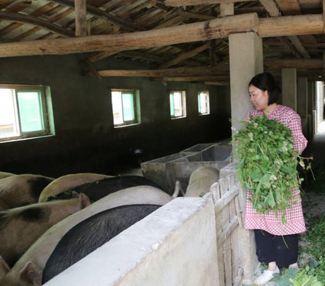 Tuy nhiên năm 2009, hai người về quê tính phương án kinh doanh. Người chồng cho biết, khi làm việc bên ngoài, anh không kiếm được nhiều tiền.
