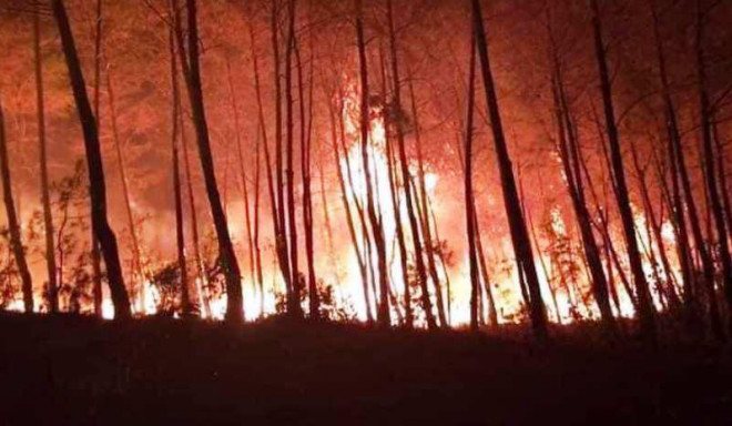 Rừng thông ở huyện Diễn Châu (Nghệ An) cháy dữ dội. Ảnh: PC.