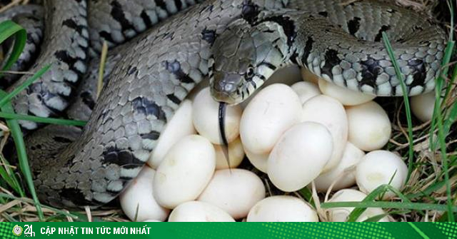 Trứng rắn luộc, món ăn nghe tên đã thấy 
