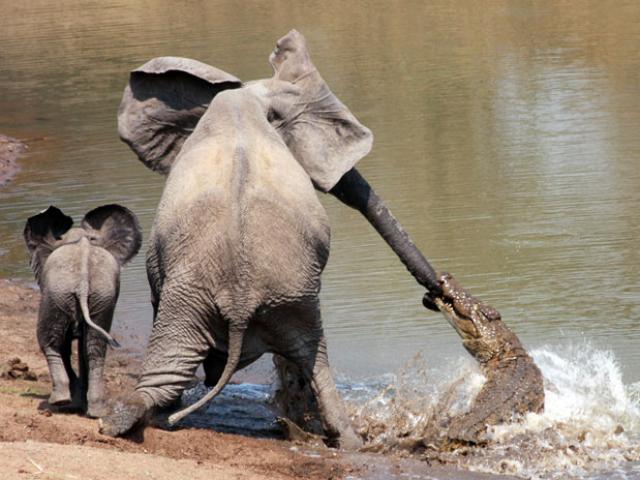 Media - Phục kích định "ăn tươi nuốt sống" voi rừng, cá sấu nhận cái kết đắng