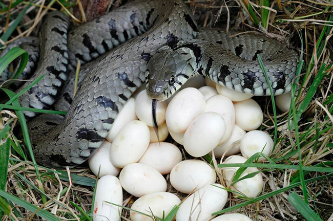 Nghe có vẻ đáng sợ nhưng trứng rắn hoàn toàn có thể ăn được.