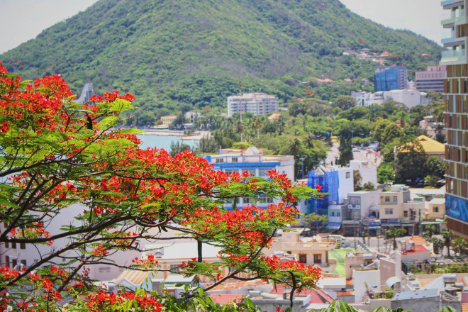 Giới trẻ Sài Gòn truyền tai nhau trải nghiệm con đường mùa hè đẹp nhất thành phố biển Vũng Tàu - 2