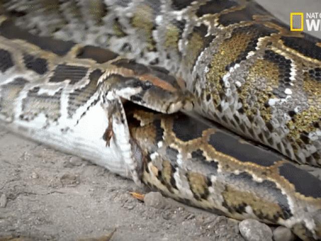 Media - Bị giành mất mồi, trăn khổng lồ "nổi điên" nuốt chửng luôn cả đồng loại