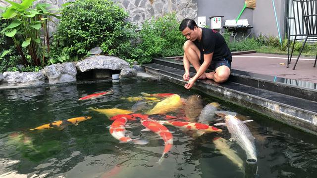 Đại gia Sài thành chi hơn chục tỷ làm hồ cá Koi "độc nhất vô nhị"