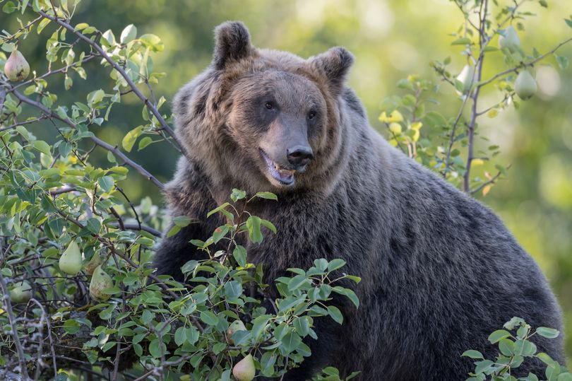 Gấu nâu trưởng thành có thể nặng tới hơn 2 tạ. Ảnh minh họa.