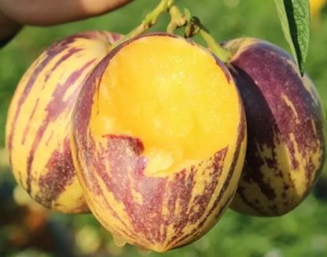Sở dĩ nói chúng "nhỏ mà có võ" vì giá bán dao động từ 70.000 đồng - 100.000 đồng/kg, đắt hơn nhiều loại trái cây khác.
