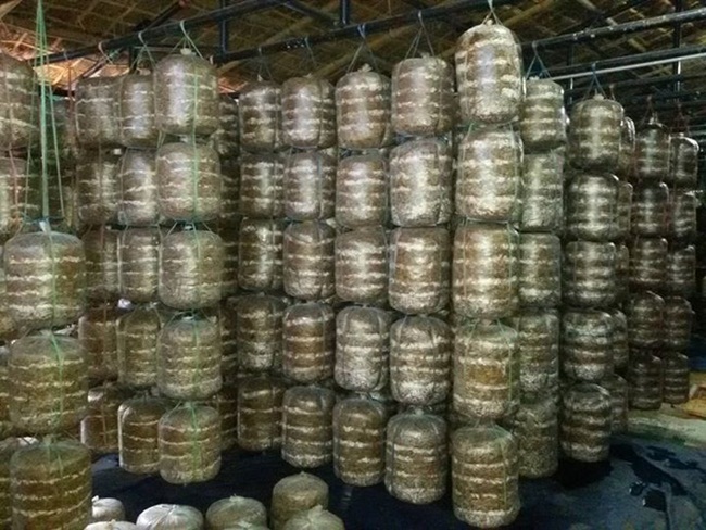 Hiện nay, ở nhiều nơi trồng nấm làm giàu cũng được nhiều người lựa chọn. Tại Việt Nam, giá nấm tươi dao động từ 25.000 đồng - 30.000 đồng/kg.

