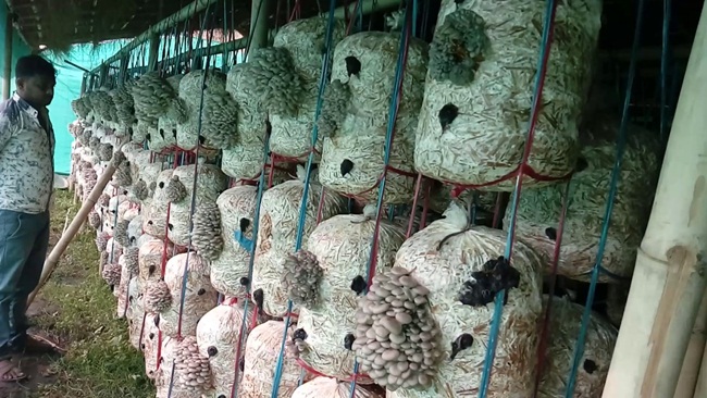 Trồng nấm không tốn nhiều diện tích bởi các bao nấm được xếp chồng lên nhau và nấm chỉ phát triển tại vị trí cổ bịch. Mỗi ngày chỉ cần tưới khoảng 3 lần tạo độ ẩm.
