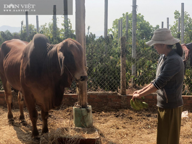 Gia Lai: Nuôi bò &#34;khổng lồ&#34; bán giá 50-60 triệu đồng/con, nông dân thu lãi đậm - 2