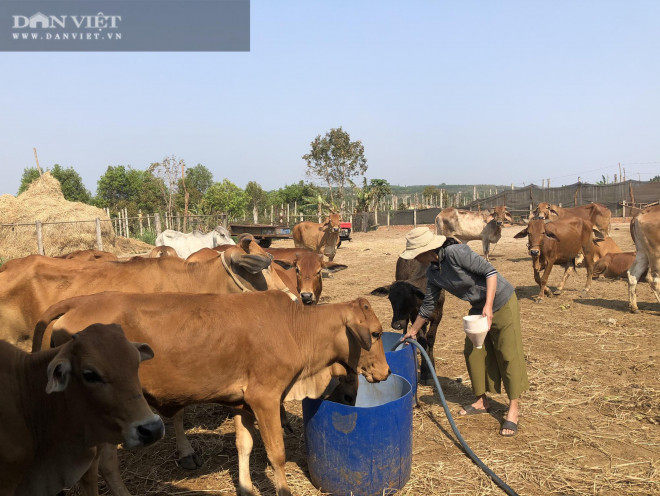 Mô hình nuôi bò vỗ béo tại Gia Lai đang mang lại hiệu quả kinh tế cao. Ảnh: T.A