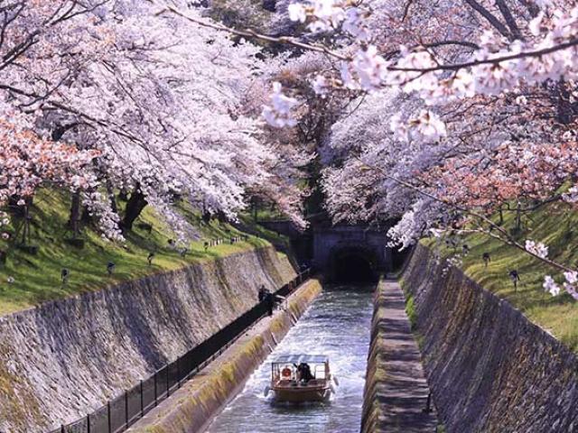 Du lịch - Hoa anh đào đang nở rộ, chỉ nhìn thôi đã muốn xách vali đến Nhật Bản ngay