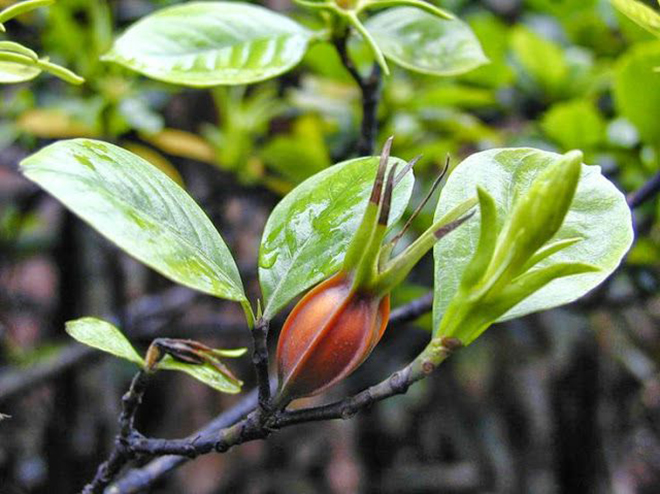 Dành dành được nghiên cứu chứng minh có tác dụng rất tốt với bệnh suy thận