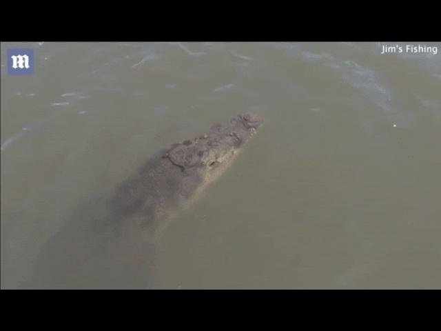 Thế giới - Video: Tưởng câu được món hời, ngỡ ngàng khi thấy cá sấu dài 3m nổi lên