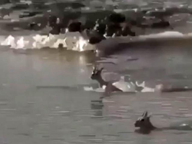 Media - Khoảnh khắc linh dương mẹ "hiến dâng thân mình" cho cá sấu để cứu con