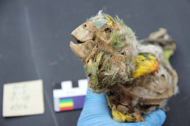 Một con vẹt Nam Mỹ, có nguồn gốc từ tận rừng giả Amazon cổ đại được biến thành xác ướp, chôn cất cùng con người - Ảnh: PNAS