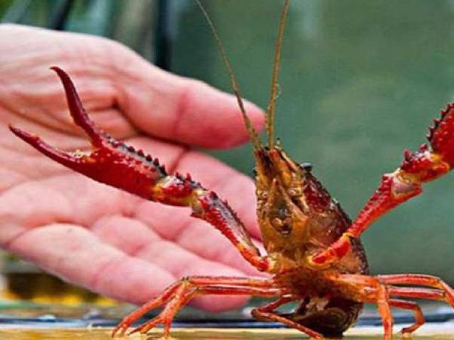 Thị trường - Tiêu dùng - Nhìn ngon mắt nhưng 2 loài tôm này lại bị cấm tại Việt Nam